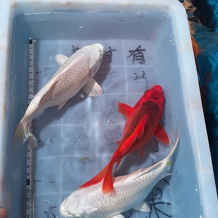 蝴蝶鲤鱼渔场直发22