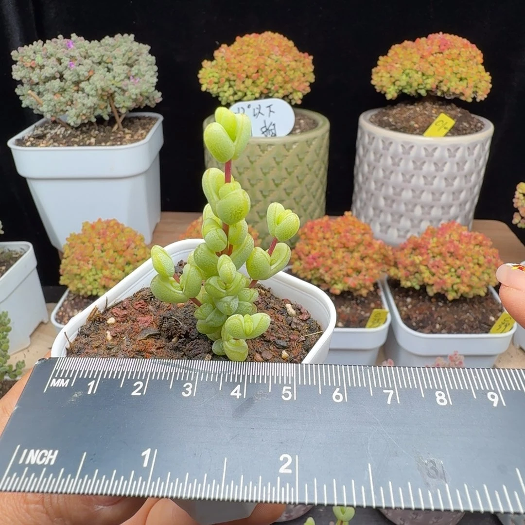 艾**蒂c23号元宝小苗一棵