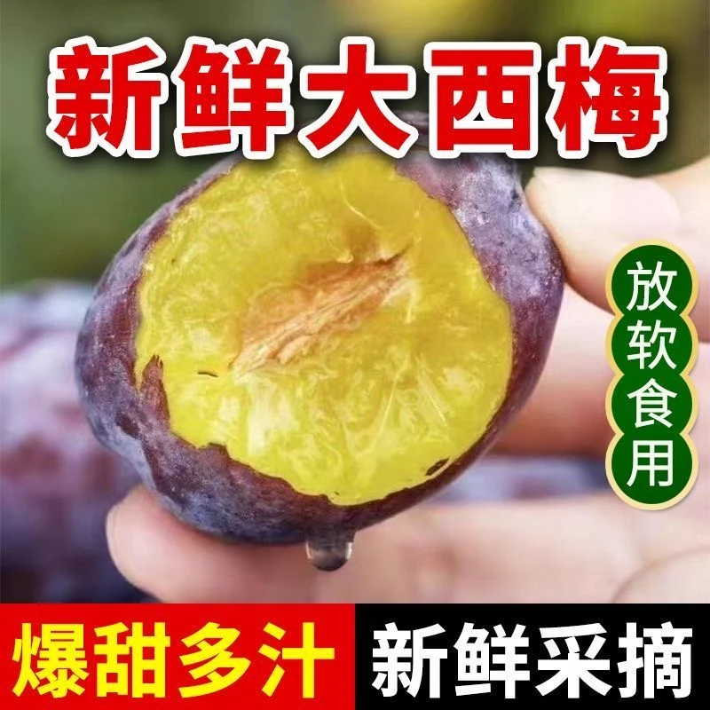 B【放软后食用】正宗新鲜西梅当季水果箱装头茬特产鲜果