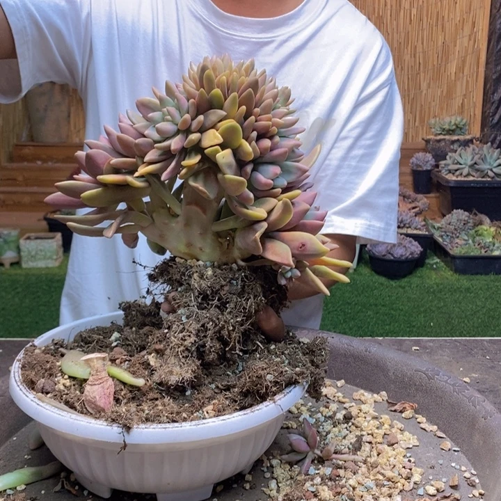 小****977 号桃花源多肉植物