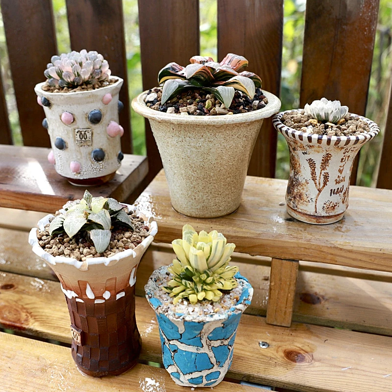 【匀植空间】菁菁小多肉植物品种多打造家中迷你花园多肉爱好者必备