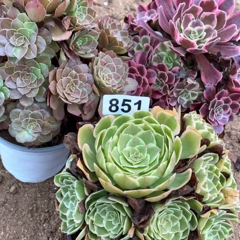 汤***奶粉花妖凤冠花月夜851
