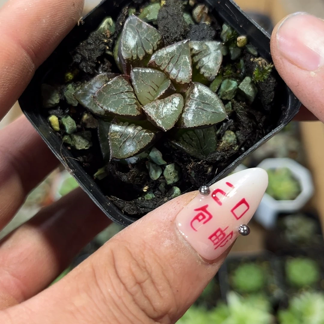 日月潭单头发货有根