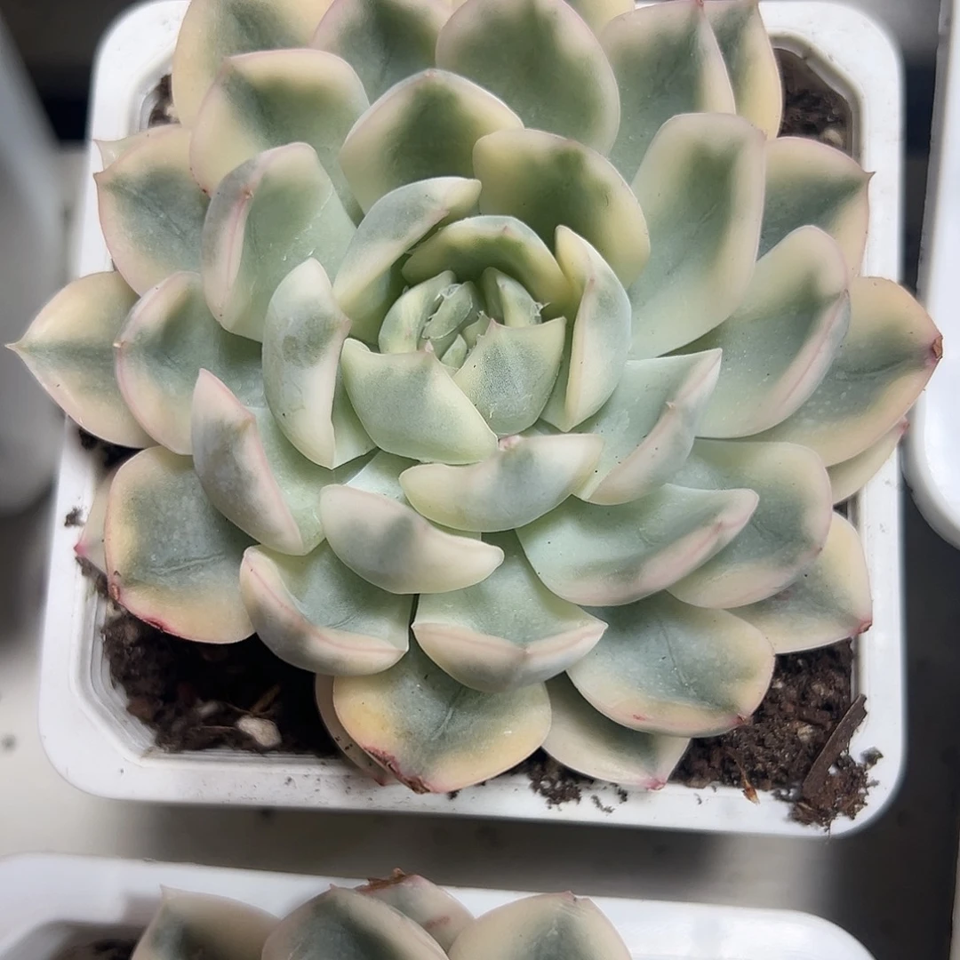 月亮仙子锦多肉满38包邮