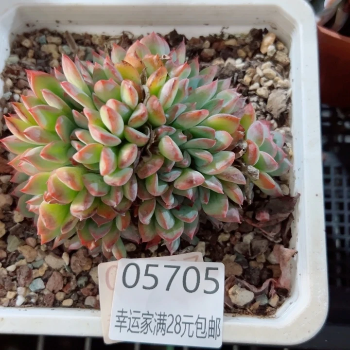 幸运的是我还没遇到你的