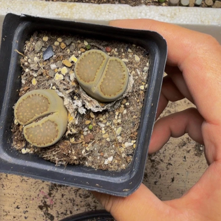 小**酱多肉植物的生长59