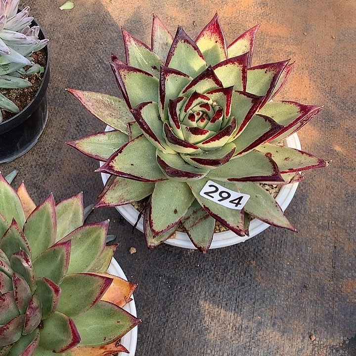 294乌木 一物一拍多肉