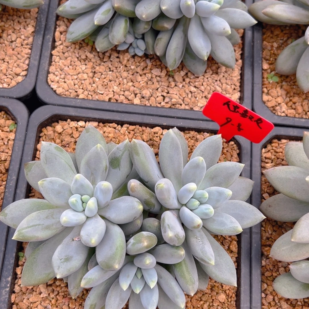 981111111111111111111