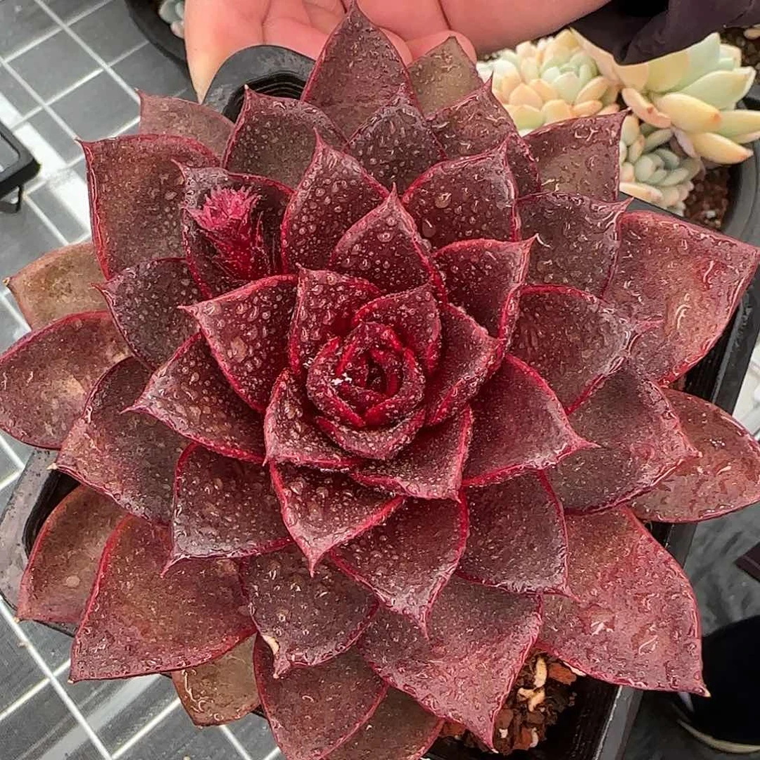 从前慢花园精选红灯玫瑰