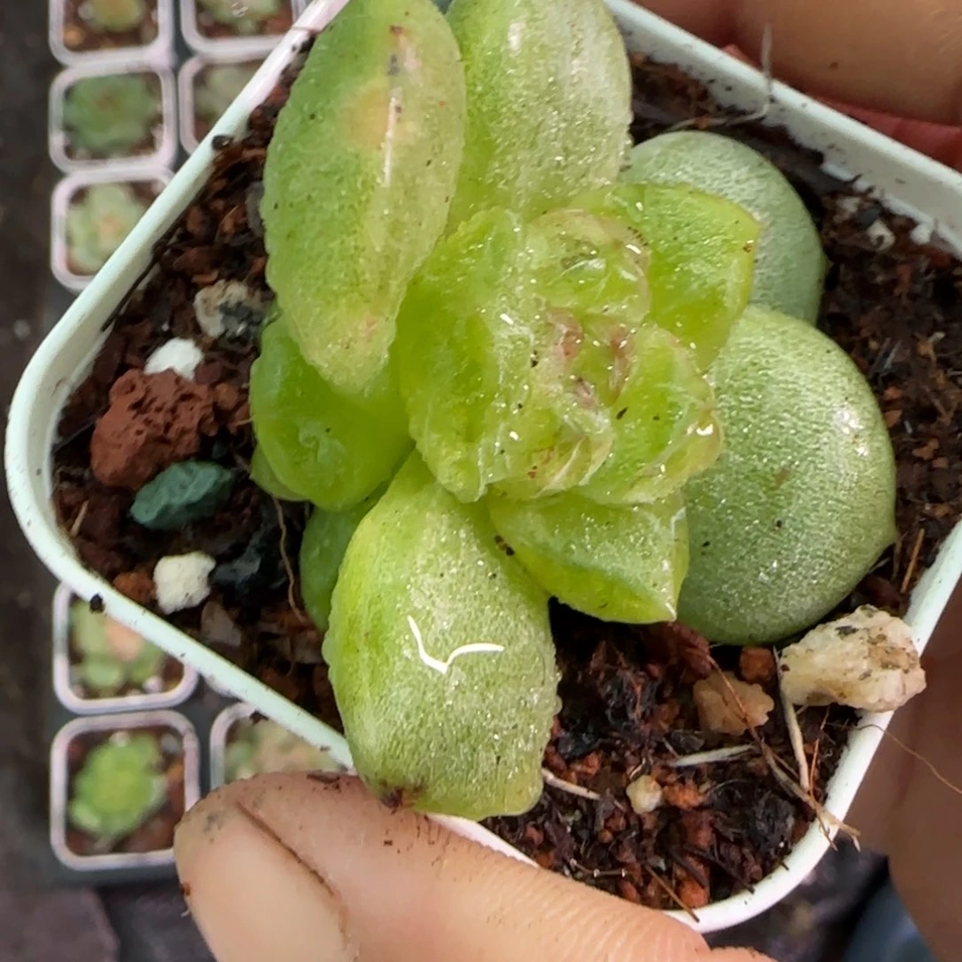 小卡拉米糖心一物一拍2-97