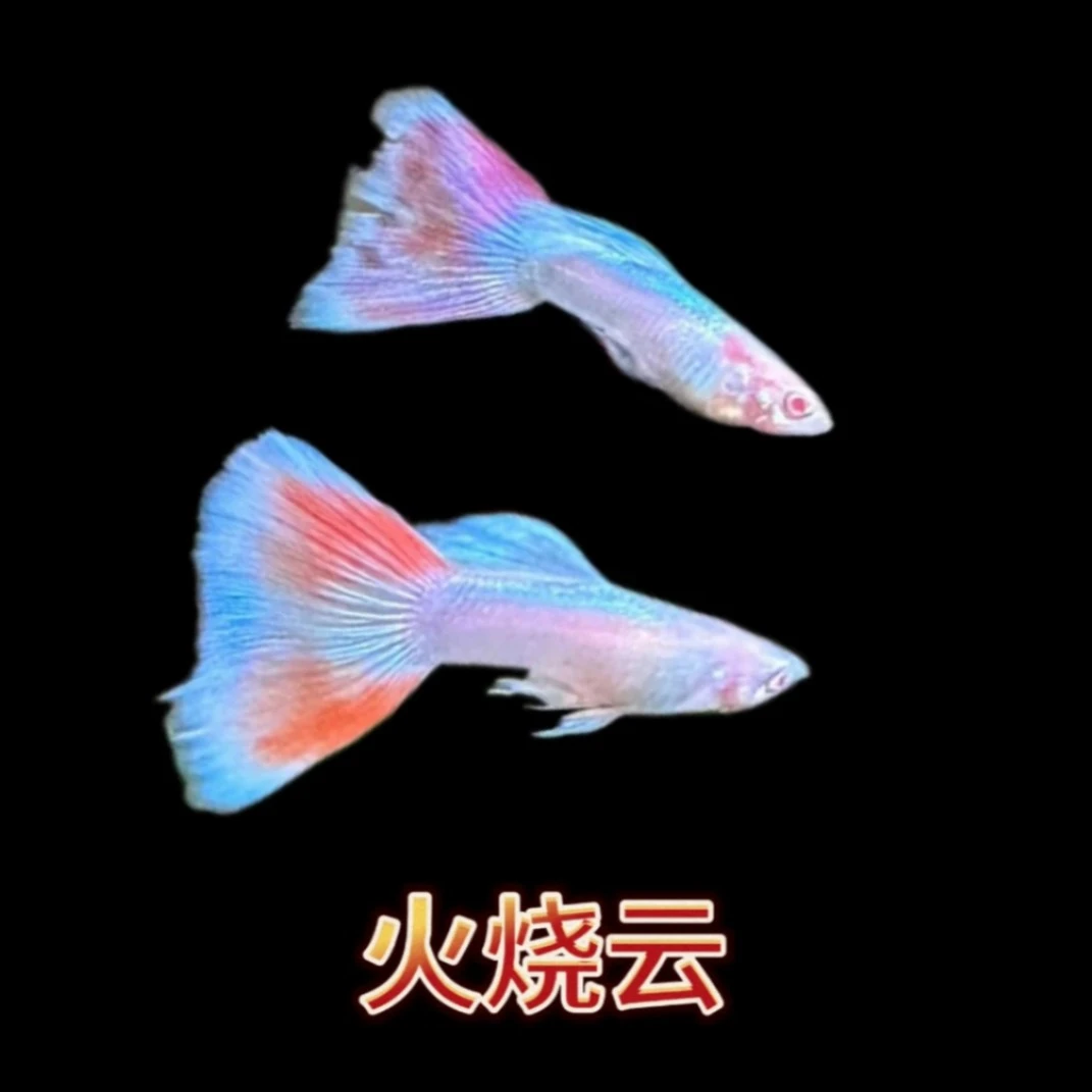 皇家日落火烧云孔雀鱼天空蓝公鱼跑红体包邮包路损（入缸后不包损）
