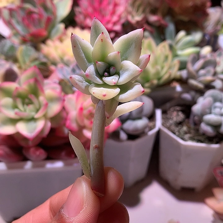 野卡锦锦腹轮锦锦