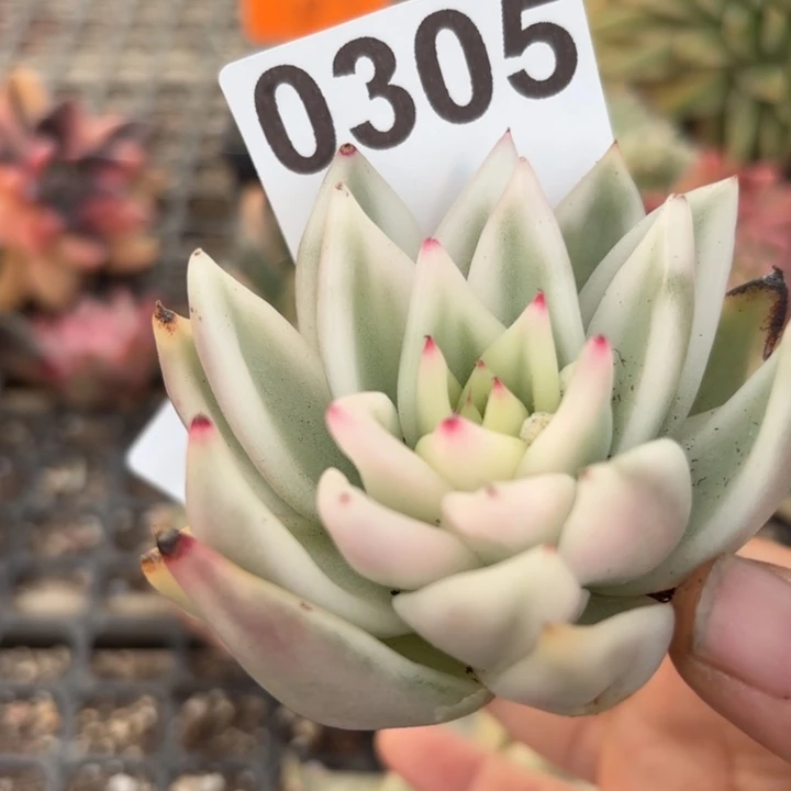 多肉植物满18包邮当场凑单