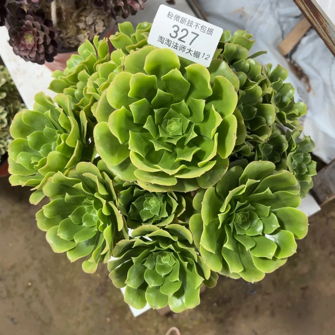 327绿羊绒多肉植物法师