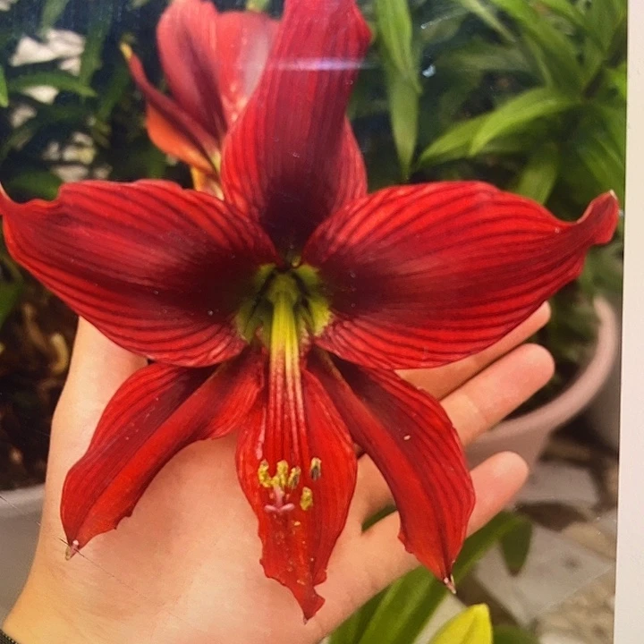 红凤蝶4厘米朱顶红