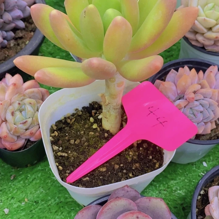 小**撞多肉植物，开心多肉