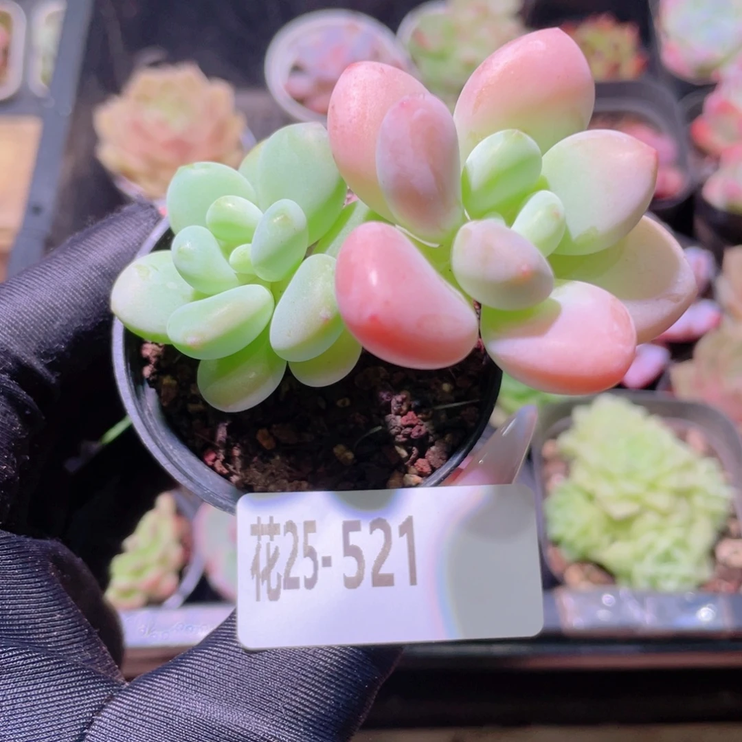 花利美25-521洛神