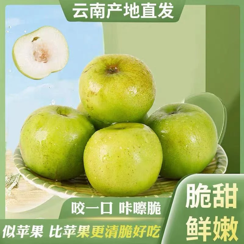 【基地自营】西双版纳苹果枣 脆甜青枣应季水果现采现发5斤非普通枣