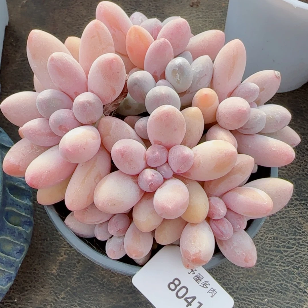 汤圆无砍，8041多肉植物