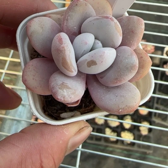 24粉兔一物一拍多肉