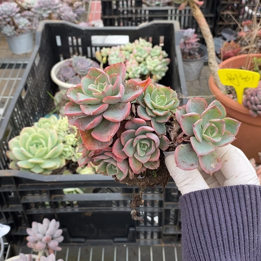 4497雨滴多头一物一拍