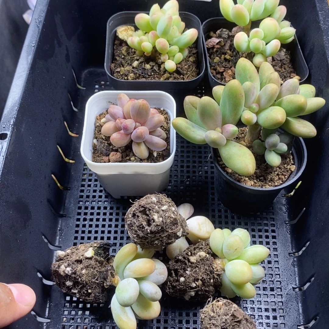 贾***悦047号到手一筐一物一拍