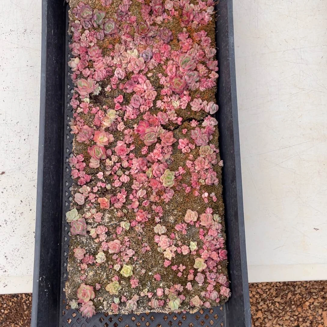 云糖心多肉植物375