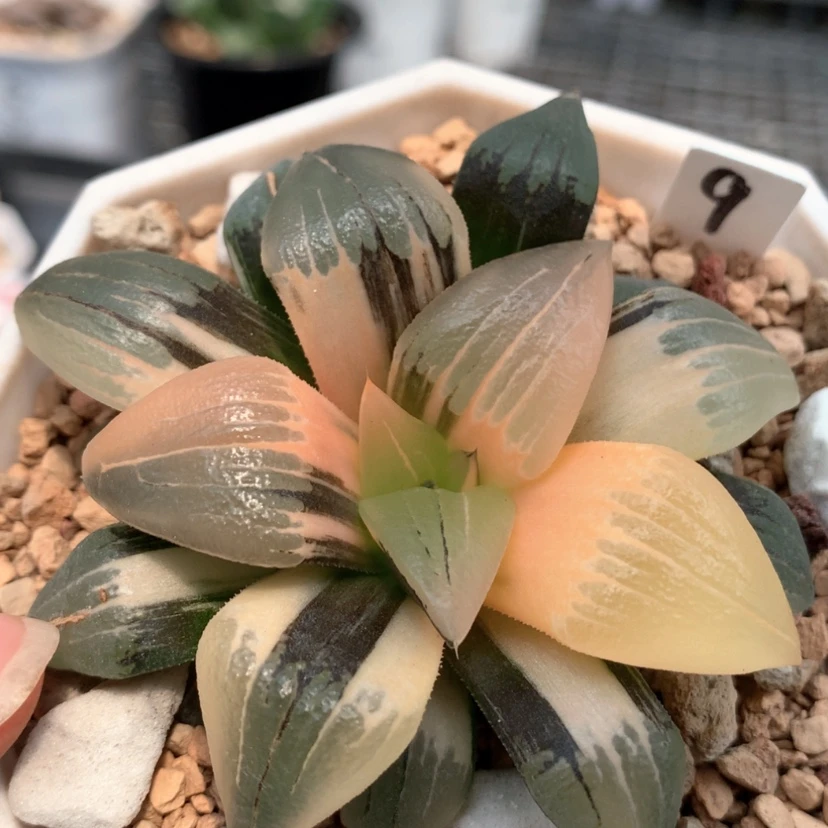 【闪购商品】9红文