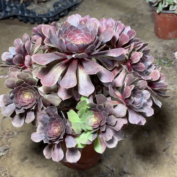 多肉植物法师万灰3