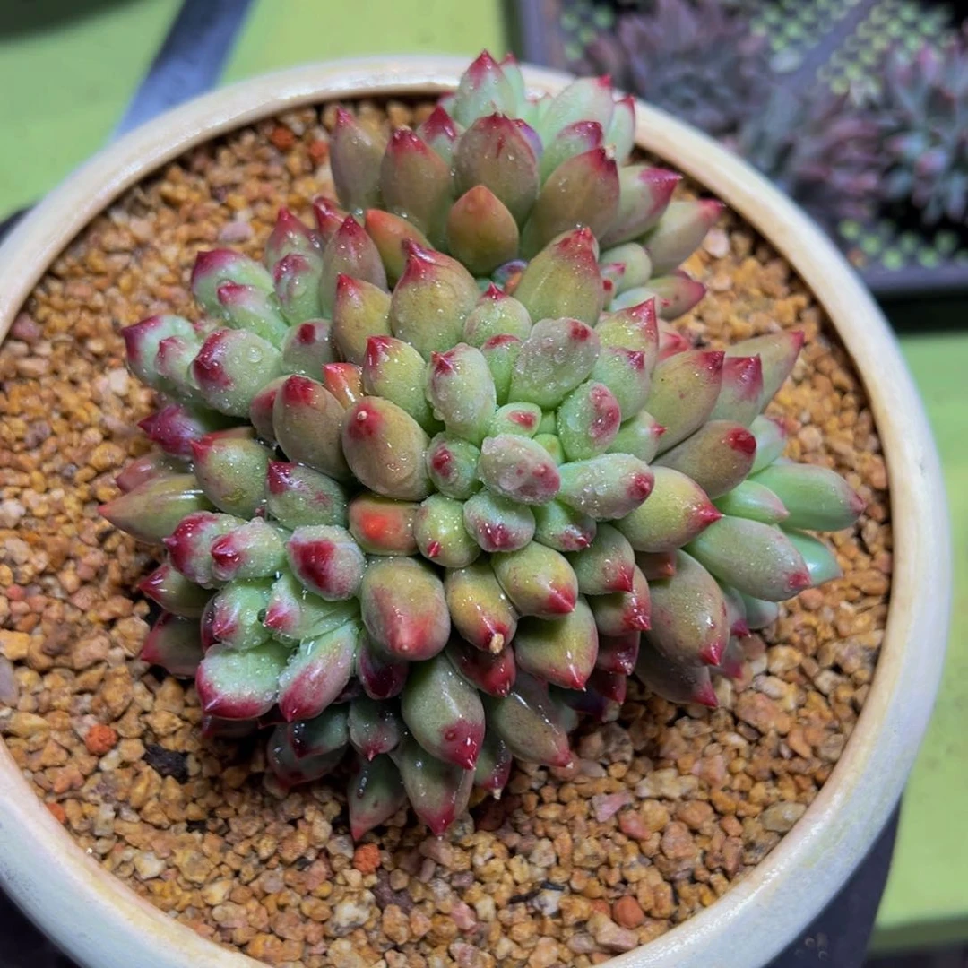 摩**@二代虞美人一颗寄养