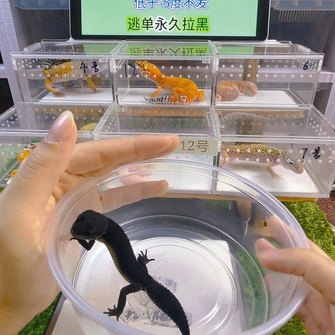 豹纹守宫守宫好看可爱迷人