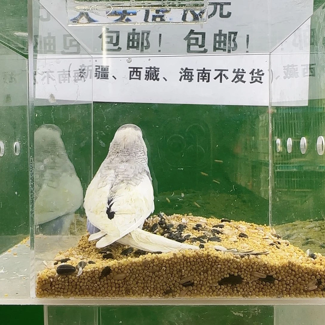 虎皮鹦鹉大头鹦鹉