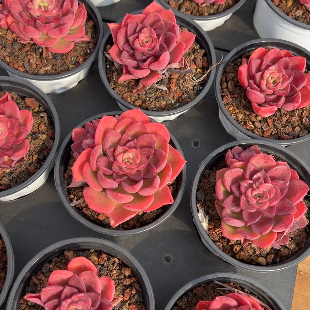 高贵高贵高贵高贵