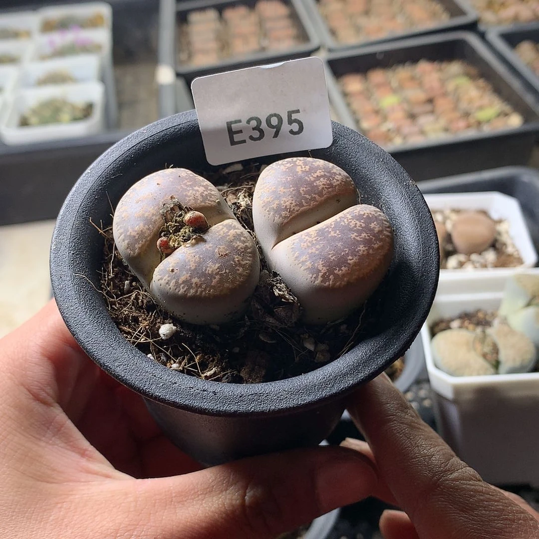 你*帅E395多肉植物保护研究所