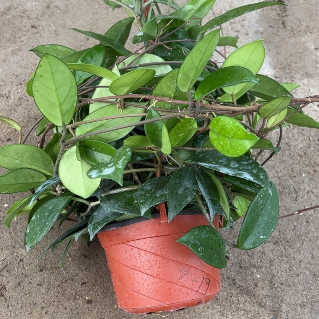 安****无花朵双拼球兰红白