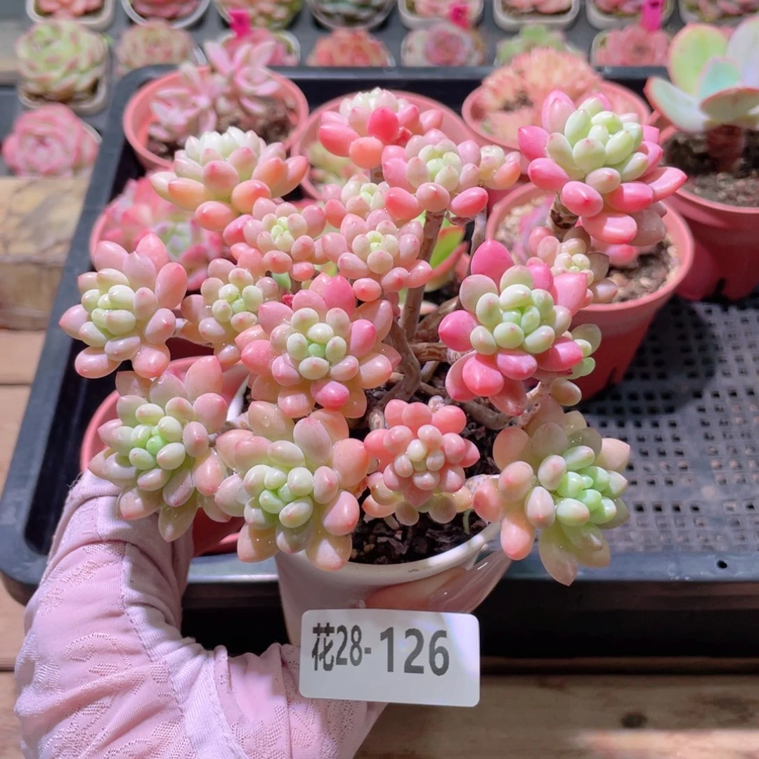 花利美28-126洛可可