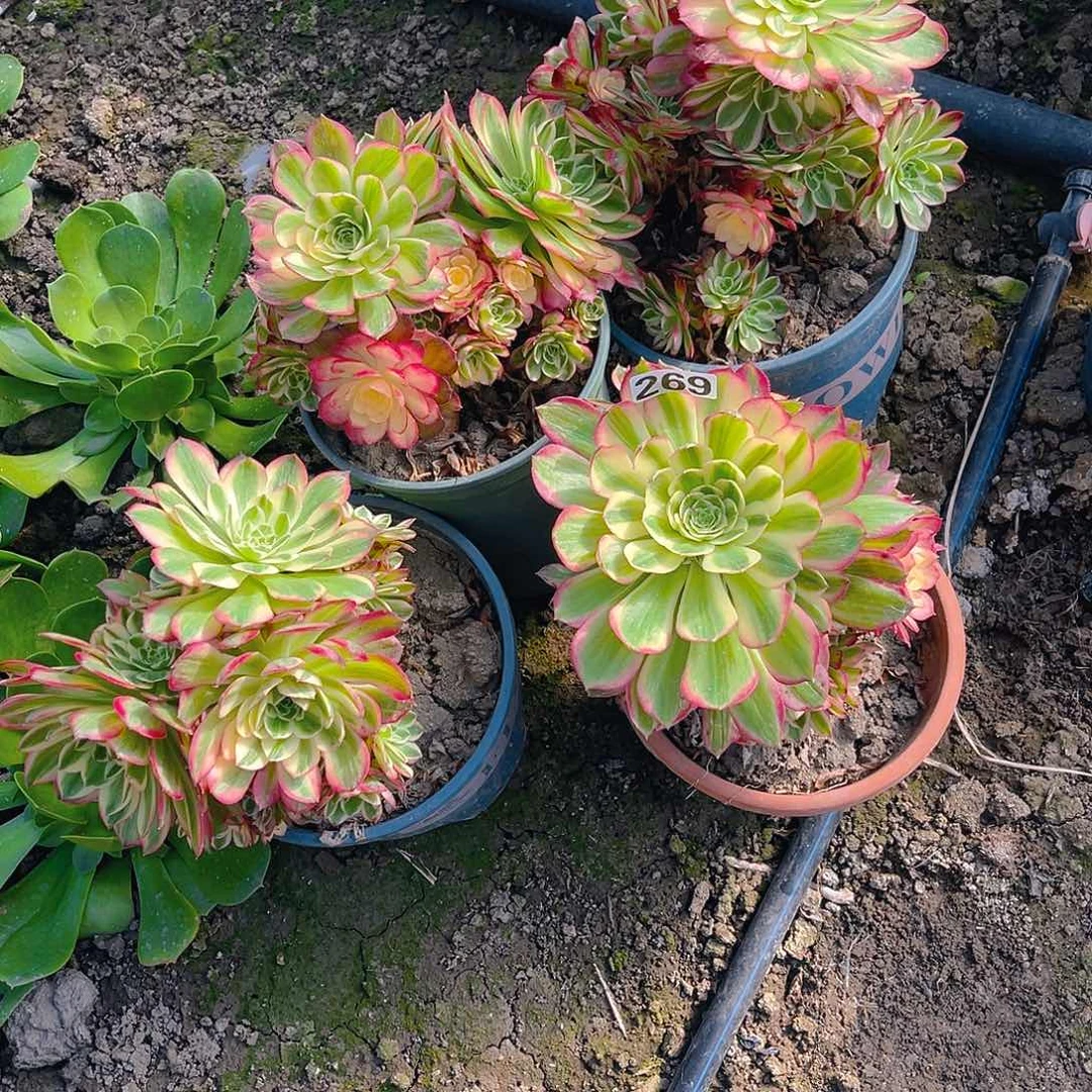 四盆法师13-51包邮法师