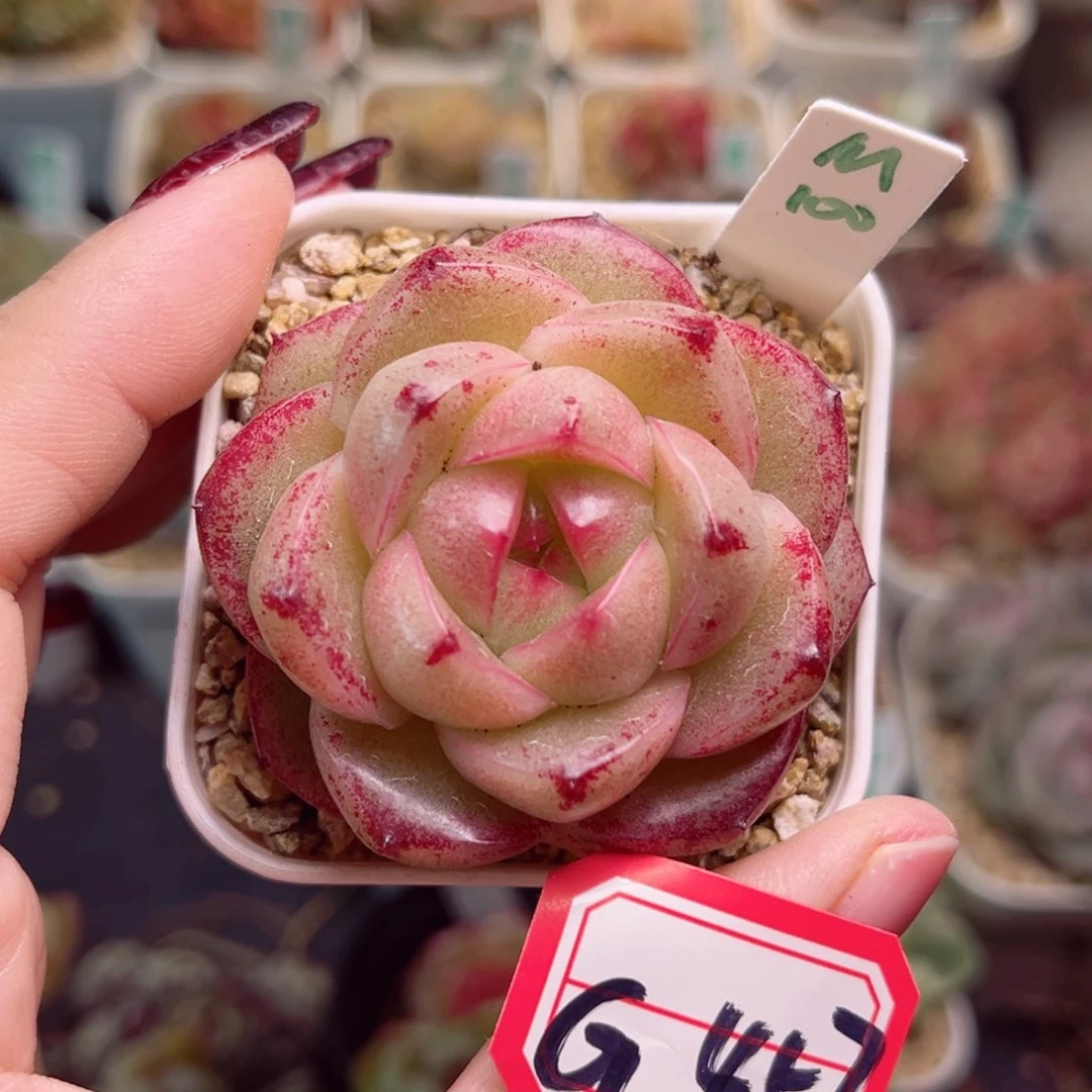 G457 一物一拍 M100