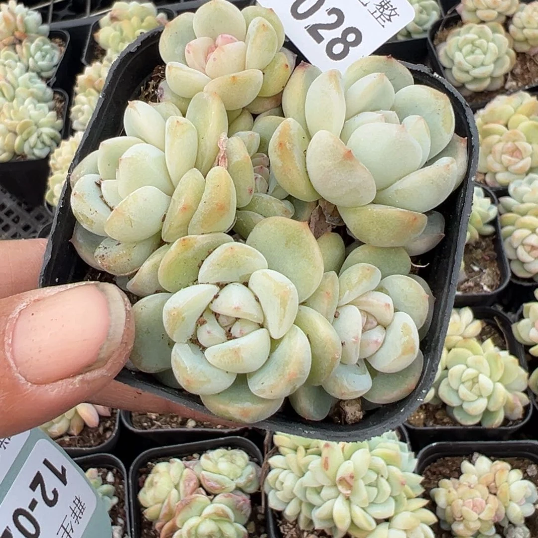 小卡拉米糖心一物一拍12-28