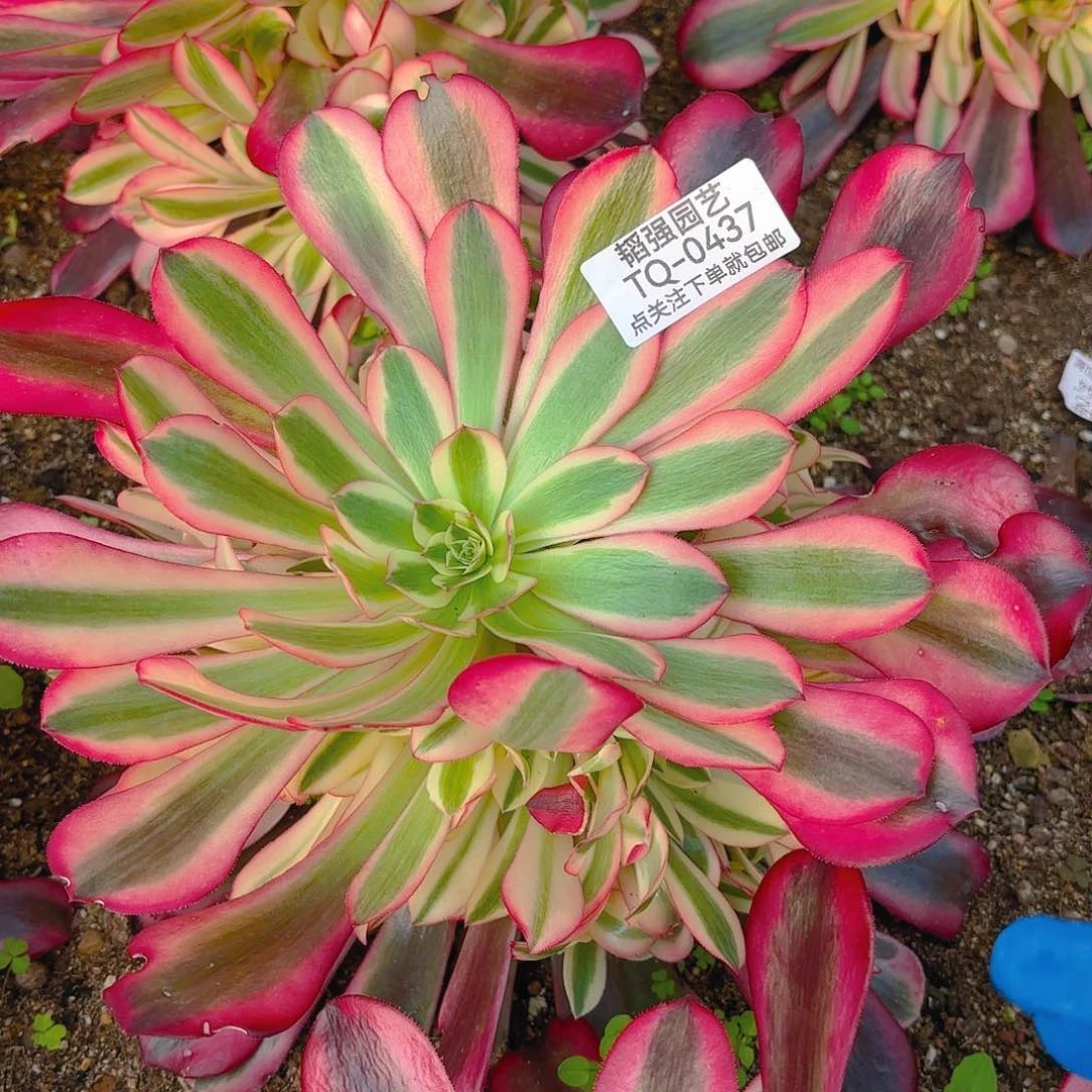 美杜莎多肉植物一号437