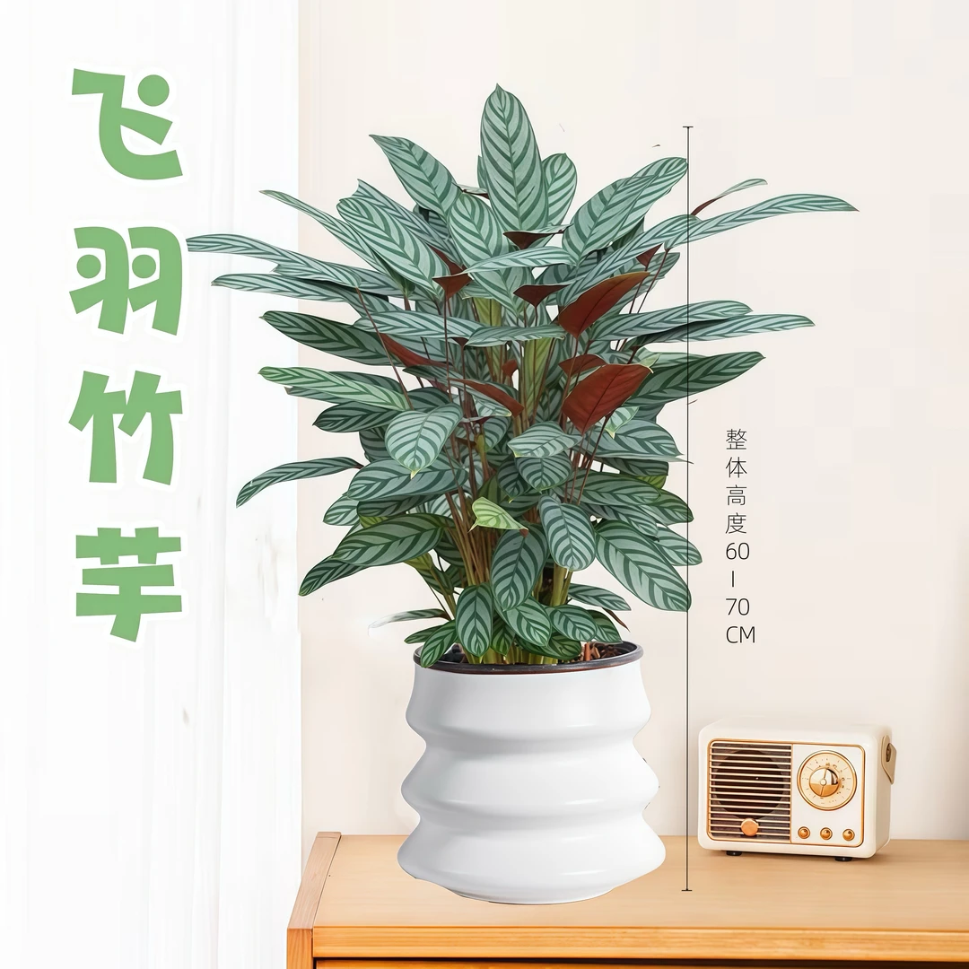 飞羽竹芋室内大棵绿植盆栽茶桌植物北欧吸甲醛绿植观叶空气净化2