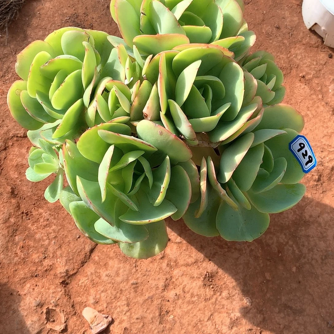 929碧桃 一物一拍多肉