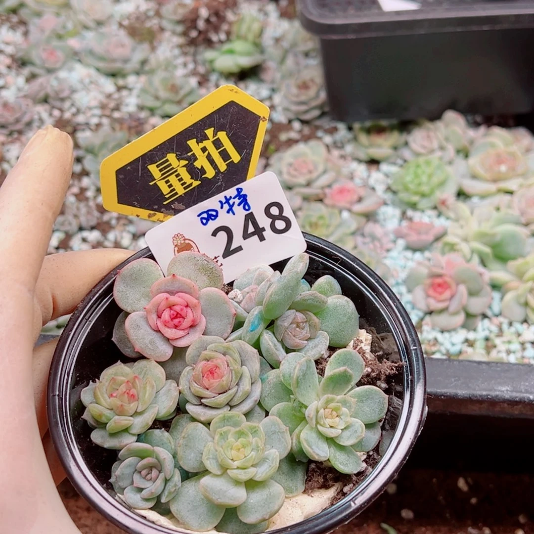 多肉植物多肉植物