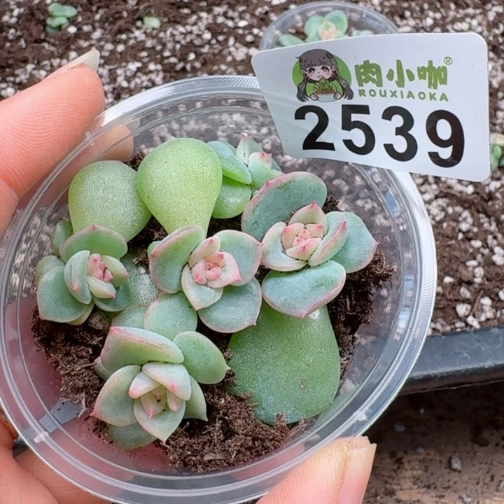 多肉植物多肉植物