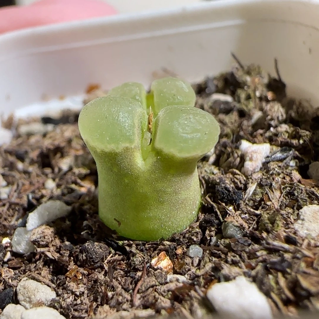 肉锥多肉植物组合-极窗1153