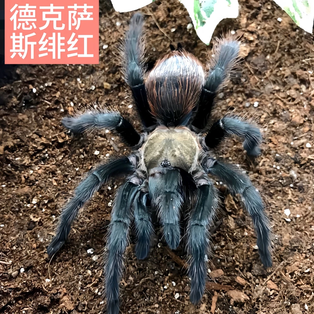 【东东】德克萨斯绯红宠物蜘蛛可爱温顺好饲养收藏级进阶捕食迅速凶