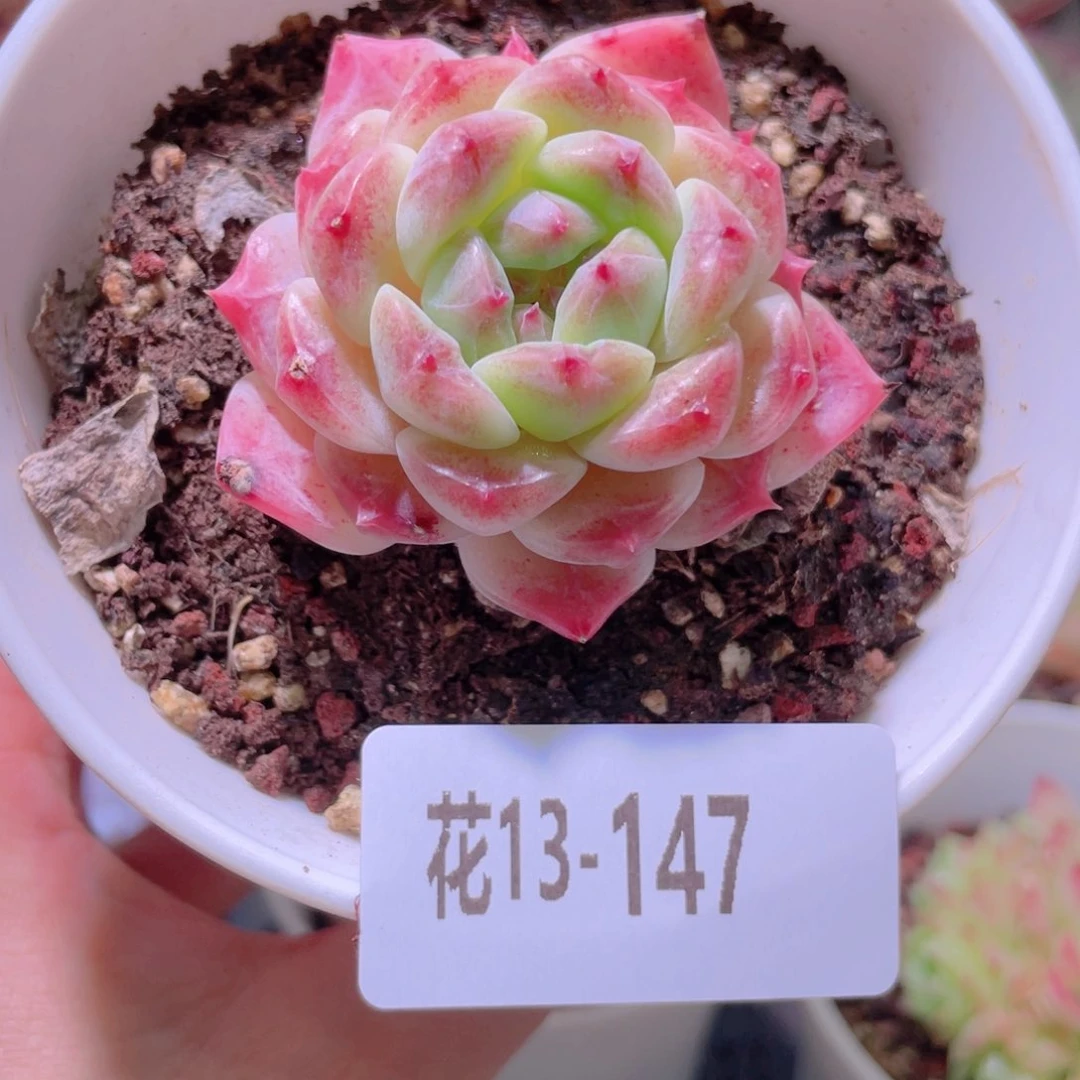 花利美13-147秘境冰魄