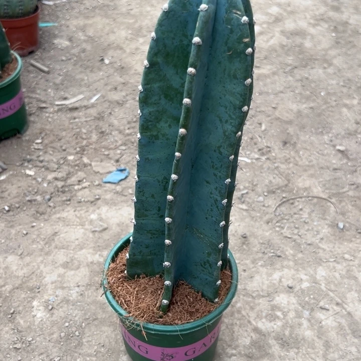 同***原吉祥如意。