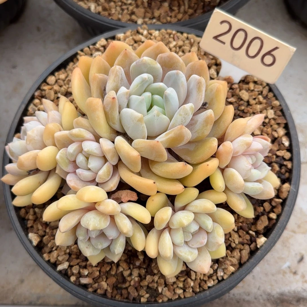 2006。      冰橙群