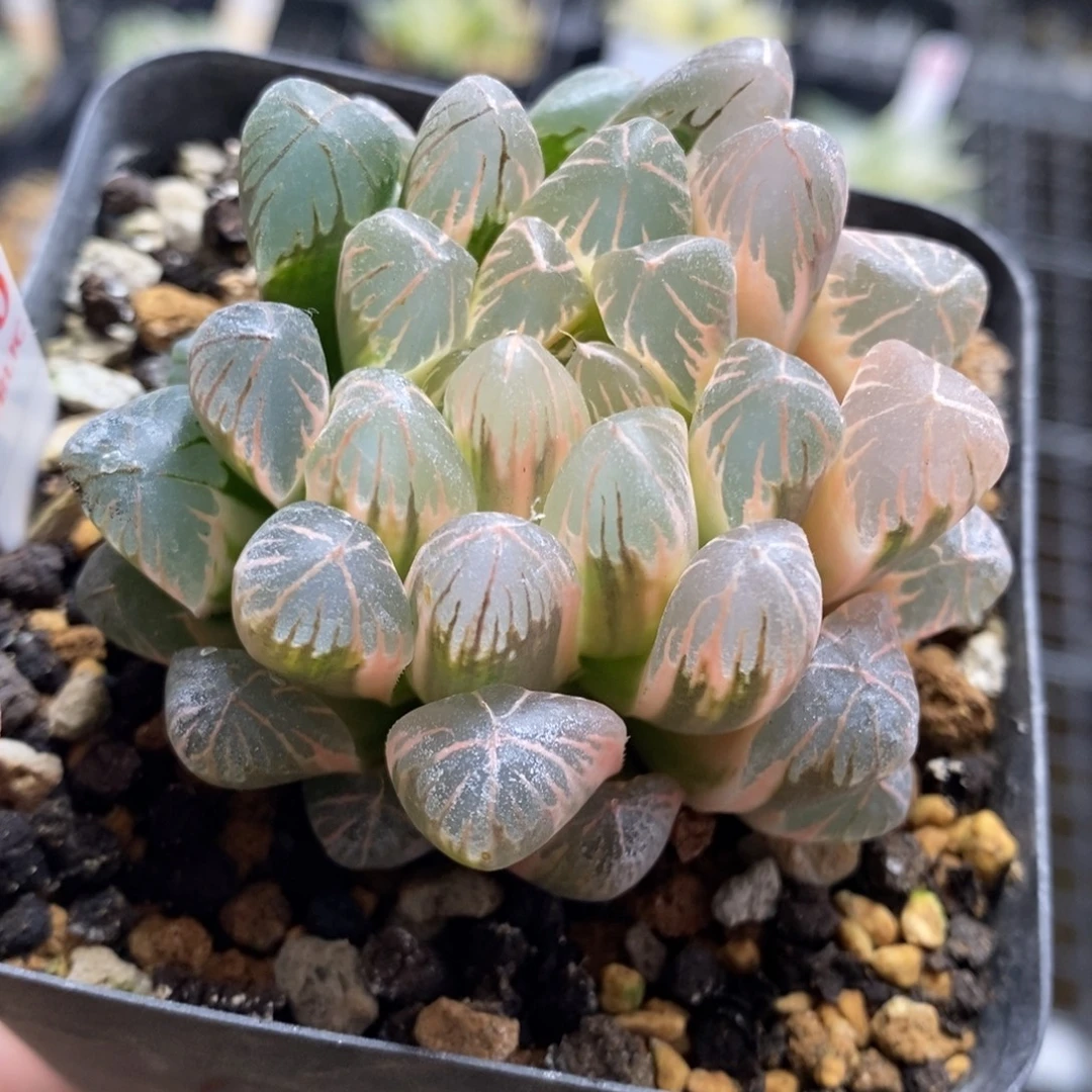 630号实生糊斑玉露锦